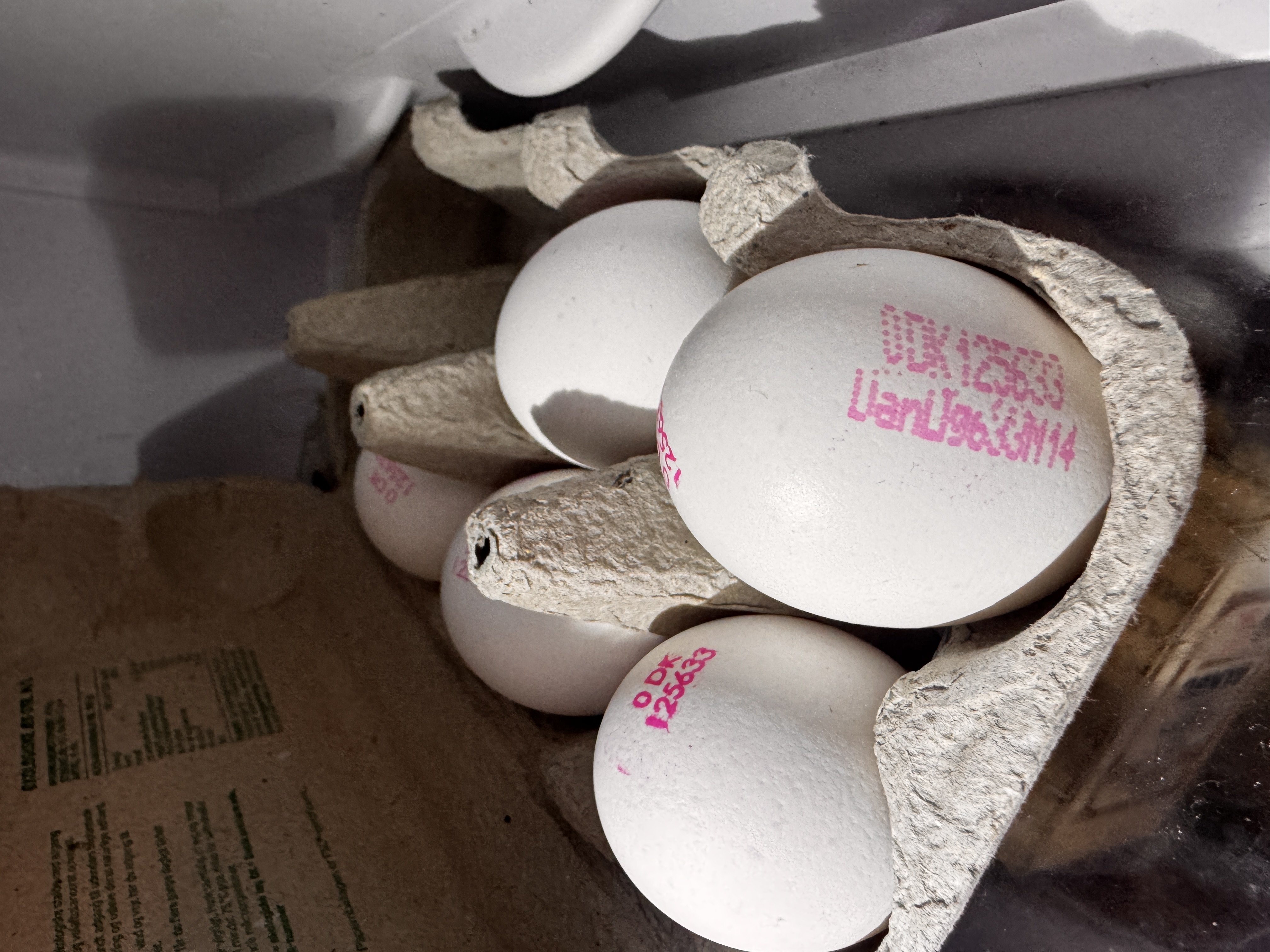 Egg